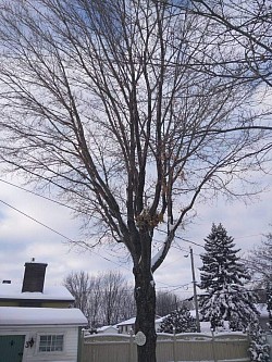 Photo Après rehaussement de couronne d'un érable