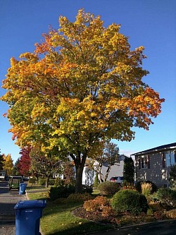 Photo avant élagage