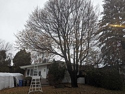 Photo avant rehaussement de couronne d'Érable